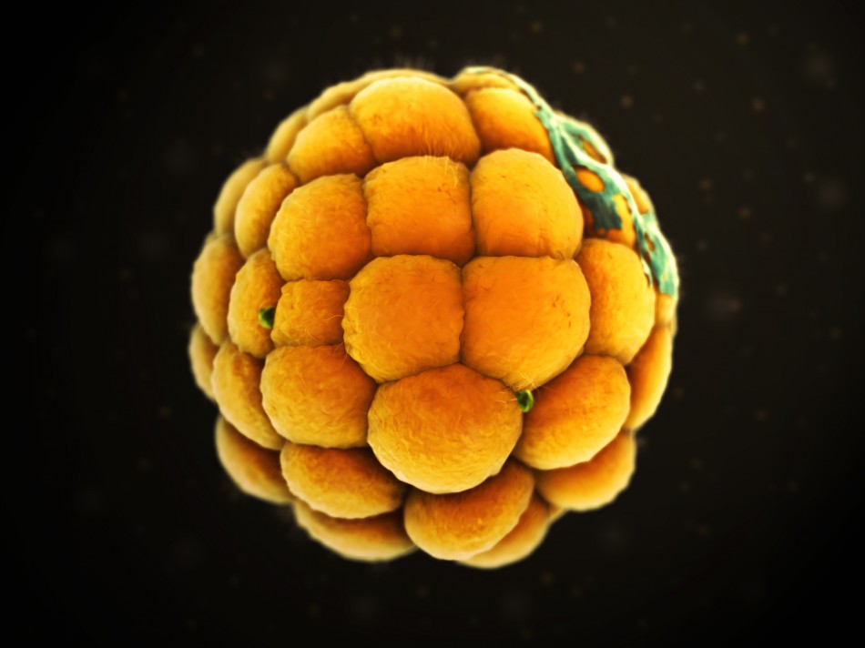 'Morula' by Andy Lefton Animation from United States