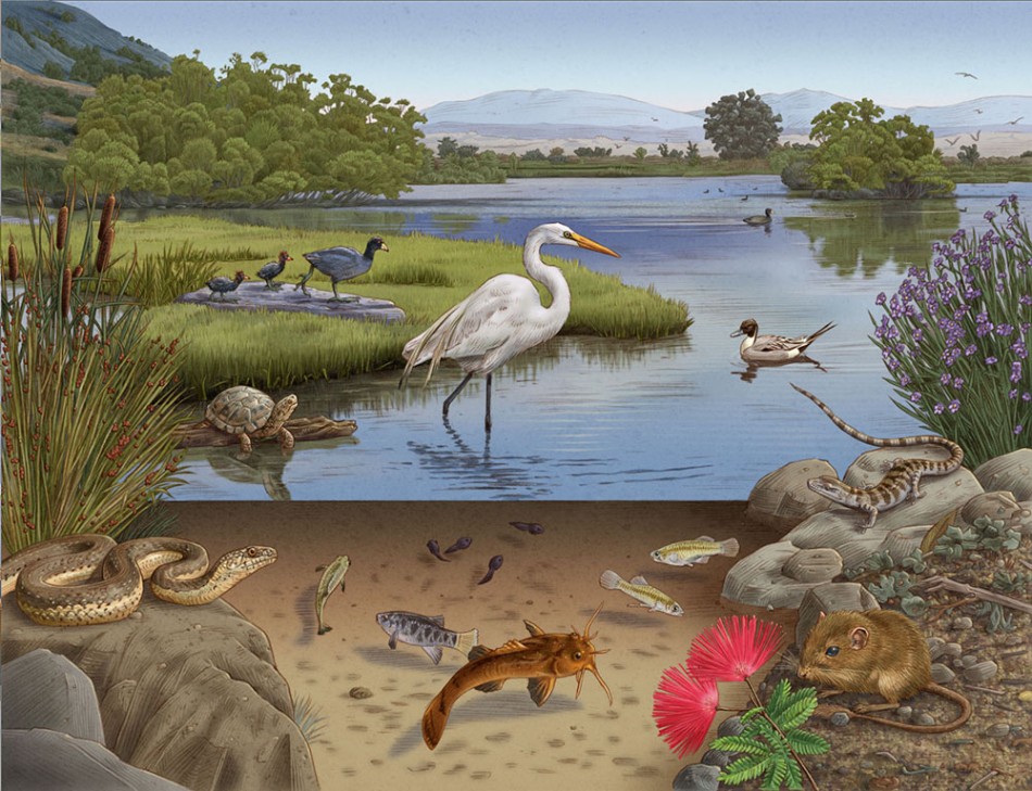 'California Wetlands' by Tracy Sabin Illustration from United States